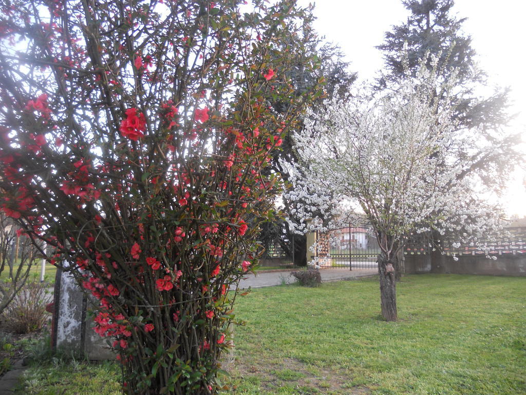 B&B Pervinca Rocca Grimalda Eksteriør billede